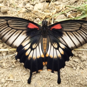 FOR SALE, 14 species of butterfly pupae available