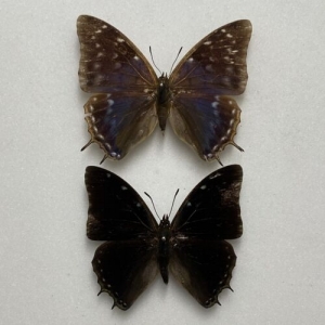 EBAY, Butterflies for sale from Uganda/Tanzania/England