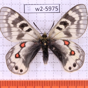 FOR SALE, Parnassius staudingeri illustris