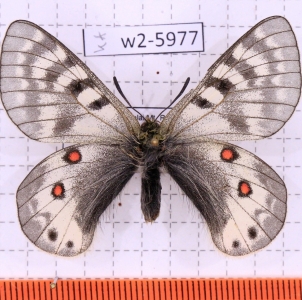 FOR SALE, Parnassius staudingeri infernalis