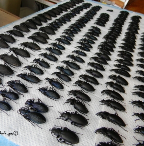 FOR SALE, Carabus sp.