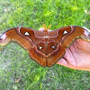 FOR SALE, Attacus lorquinii eggs