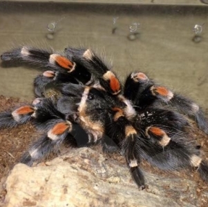 FOR SALE, Mexican Flame Knee Tarantula For Sale 