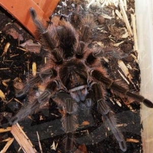FOR SALE, Haitian Brown Birdeater For Sale