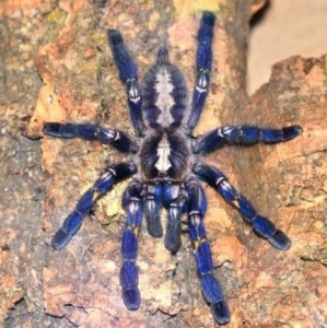 FOR SALE, Gooty Ornamental Tarantula For Sale 