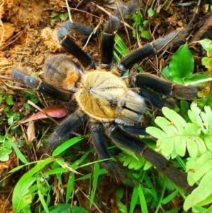 FOR SALE,  Golden Earth Tiger Tarantula For Sale