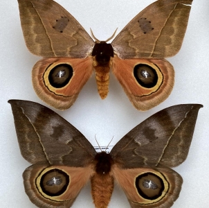 EBAY, neotropical and USA Saturniidae