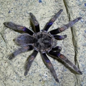 FOR SALE, Pichidangui Blue Beauty For Sale 