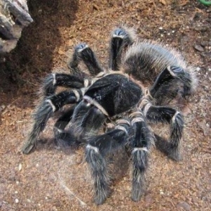 FOR SALE, Salmon Pink Birdeater