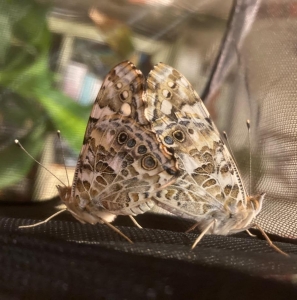 FOR SALE, Vanessa cardui (Painted Lady) eggs