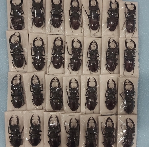 FOR SALE, Lucanus cervus  from Ukraine