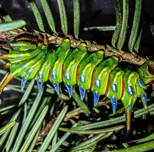 FOR SALE, Actias neidhoeferi cocoons