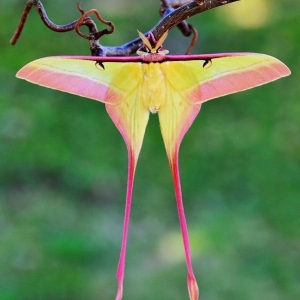 FOR SALE, Actias dubernardi fresh cocoons 