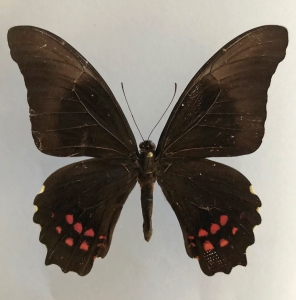 FOR SALE, PAPILIO POLYCHARMUS POLYCHARMUS  male