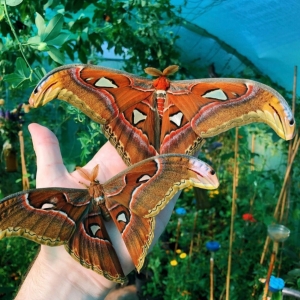 FOR SALE, Attacus atlas cocoons - special prices 