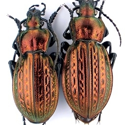 EBAY, Paleartic Carabus