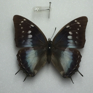 EBAY, Charaxes for sale