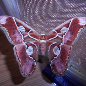 WANT TO BUY, Saturniidae/Sphingidae