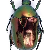 EBAY, Paleartic Cetonidae