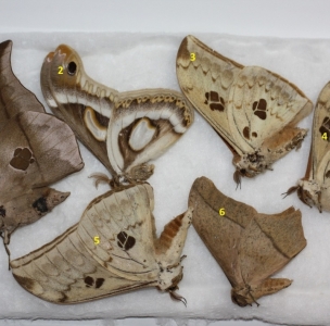 FOR SALE, Lepidoptera from Cameroon