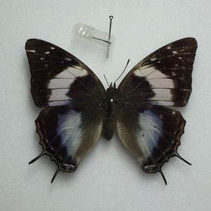 EBAY, Charaxes for sale