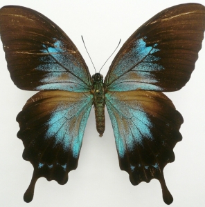EBAY, PAPILIO ULYSSES ORSIPPUS female from GUADALCANAL !