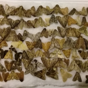 FOR SALE, Lot of mixed moths