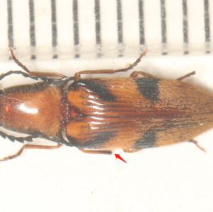 EBAY, Elateridae