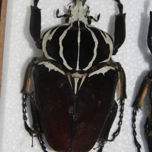 FOR SALE, Goliathus goliatus 99,8mm and 100mm!