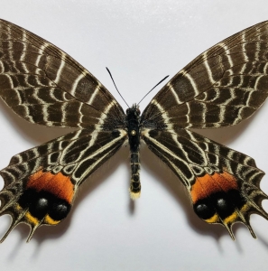 FOR SALE, BHUTANITIS LIDDERDALII OCELLATOMACULATA. EXTINCT!!