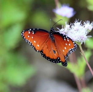 WANT TO BUY, Various California Native Lepidoptera