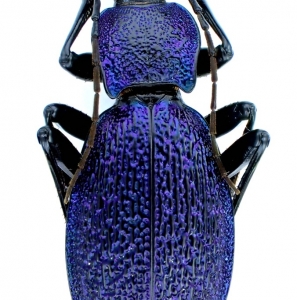 EBAY, Palearctic Carabus on E-bay auction