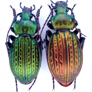 EBAY, Palearctic Carabus on E-bay auction