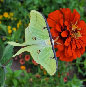 WANT TO BUY, Live Luna Moth Cocoons