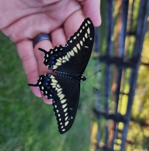 WANT TO BUY, Live  Black Swallowtail Chrysalid