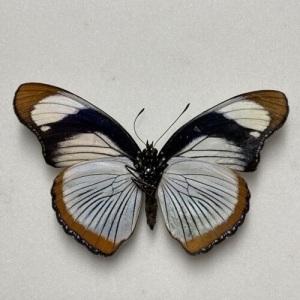 FOR SALE, Butterflies from Ivory Coast/Uganda/Tanzania 