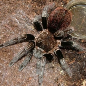 FOR SALE, Boquete Birdeater