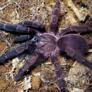 FOR SALE, Blue Panay Tarantula