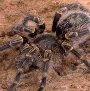 FOR SALE, Chaco Golden Knee Tarantula