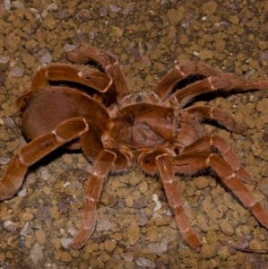 FOR SALE, King Baboon Tarantula