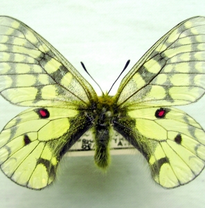 FOR SALE, Lepidoptera of ex-USSR territory