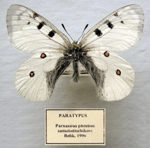 FOR SALE, Parnassius from ex-USSR and more