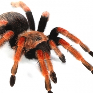 FOR SALE, Mexican Fireleg Tarantula for Sale
