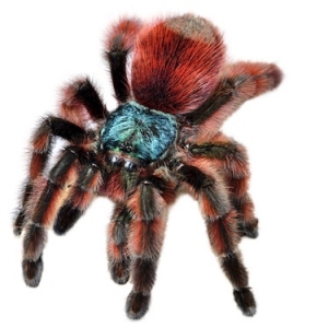 FOR SALE, Antilles Pink Toe Tarantula