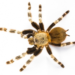 FOR SALE, Brazilian Red and White Tarantula