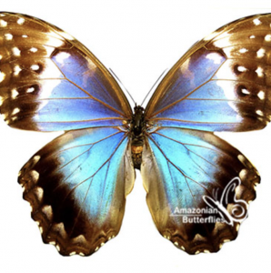 FOR SALE, Morpho didius female