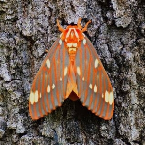 WANT TO BUY, Regal Moth Eggs/Pupa