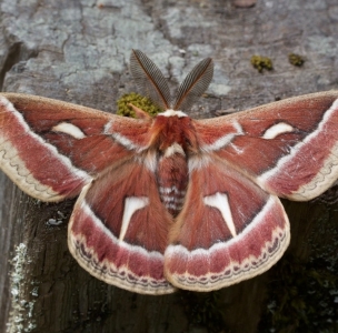 WANT TO BUY, Ceanothus silk moth eggs/pupa