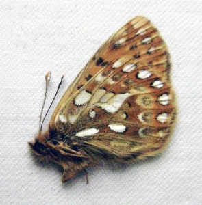 FOR SALE, Nymphalidae from Russia and adjacent countries
