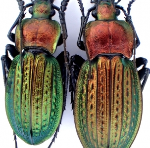 EBAY, Palearctic Carabus on eBay auction